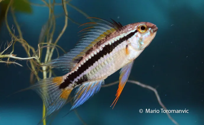 Apistogramma bitaeniata “Rio Tigre”