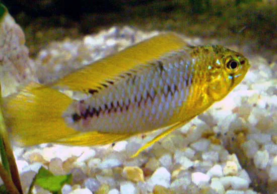 Umbrella cichlid (Apistogramma borellii)