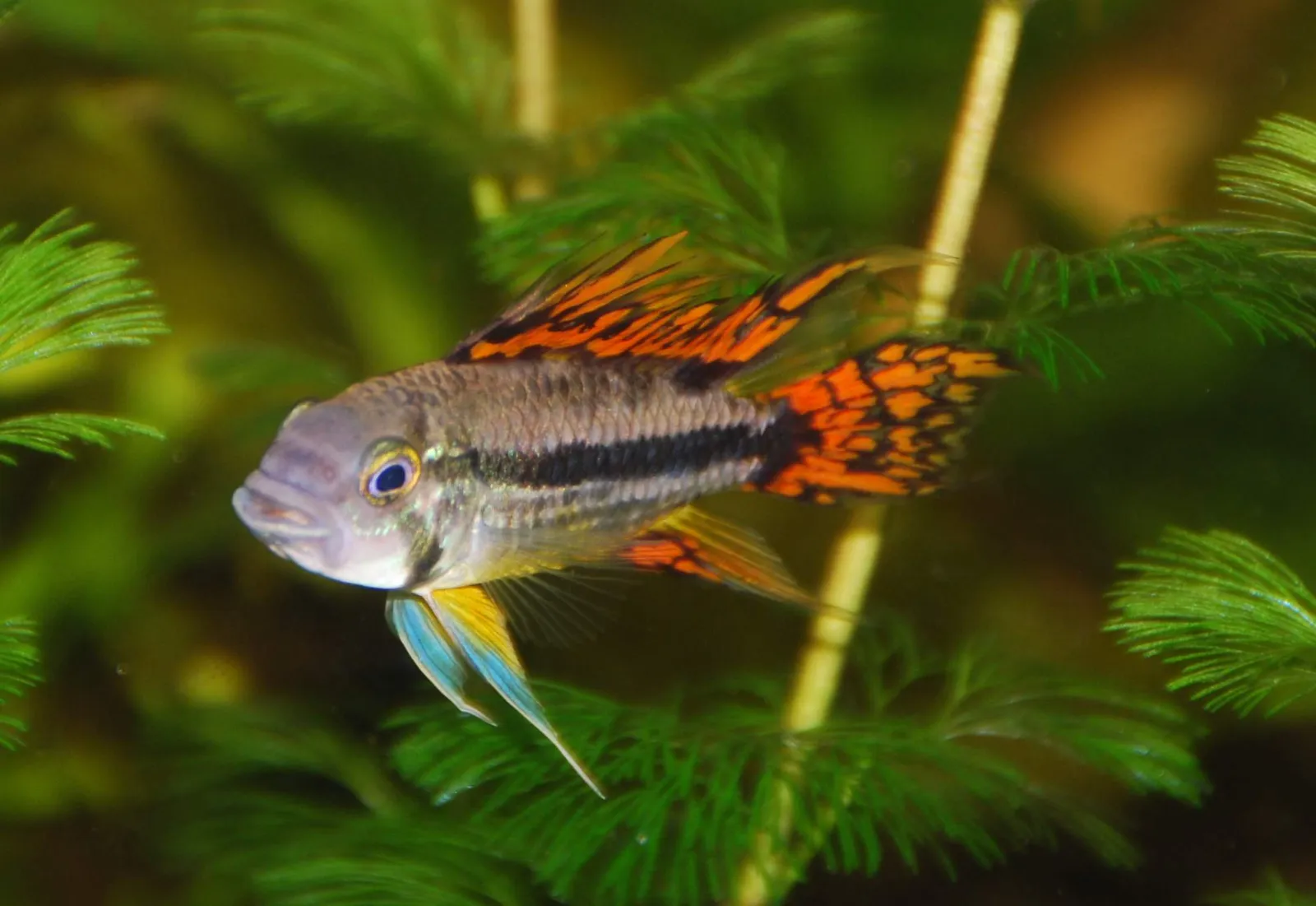 Cockatoo dwarf cichlid (Apistogramma cacatuoides)