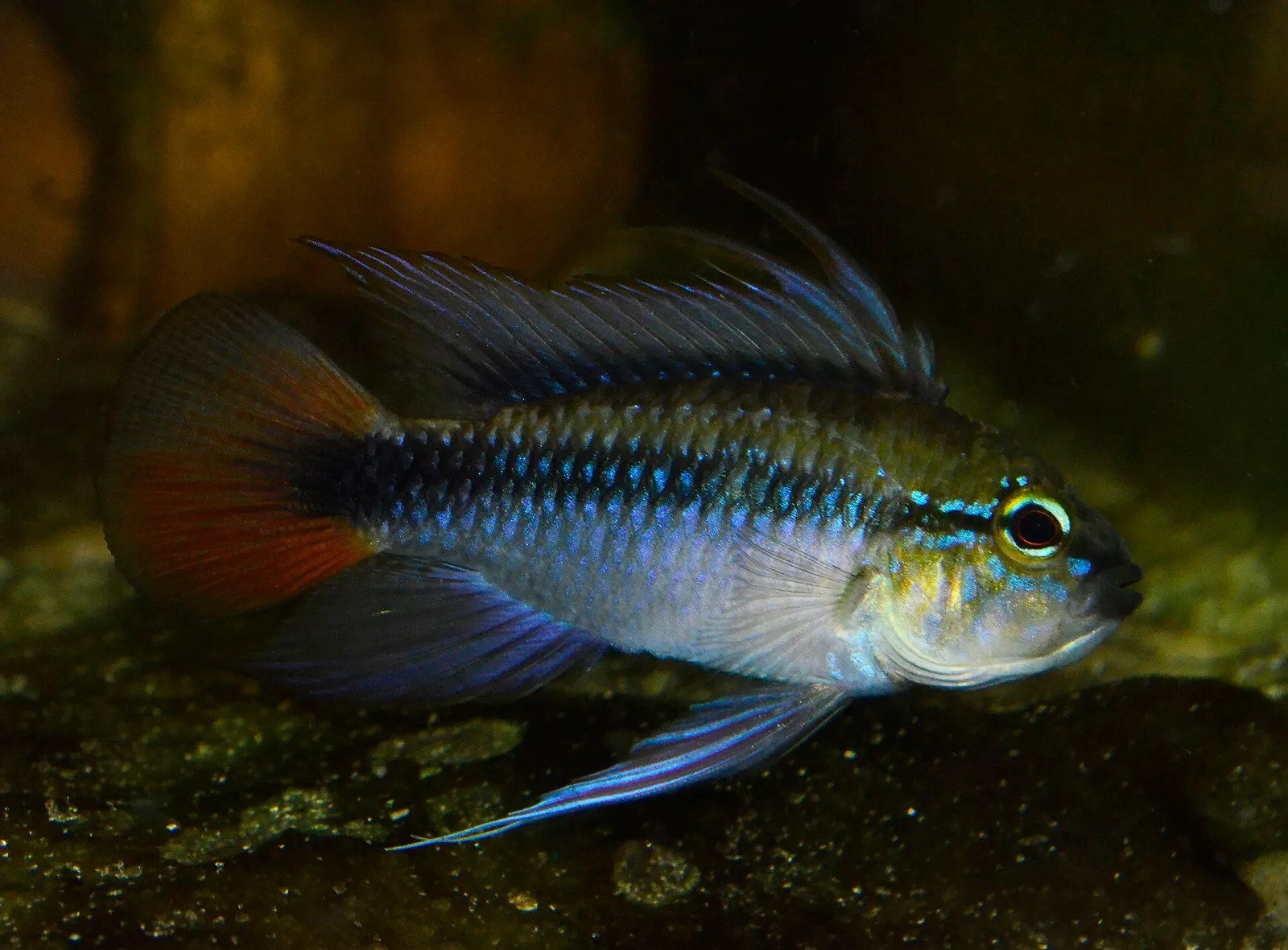Apistogramma erythrura