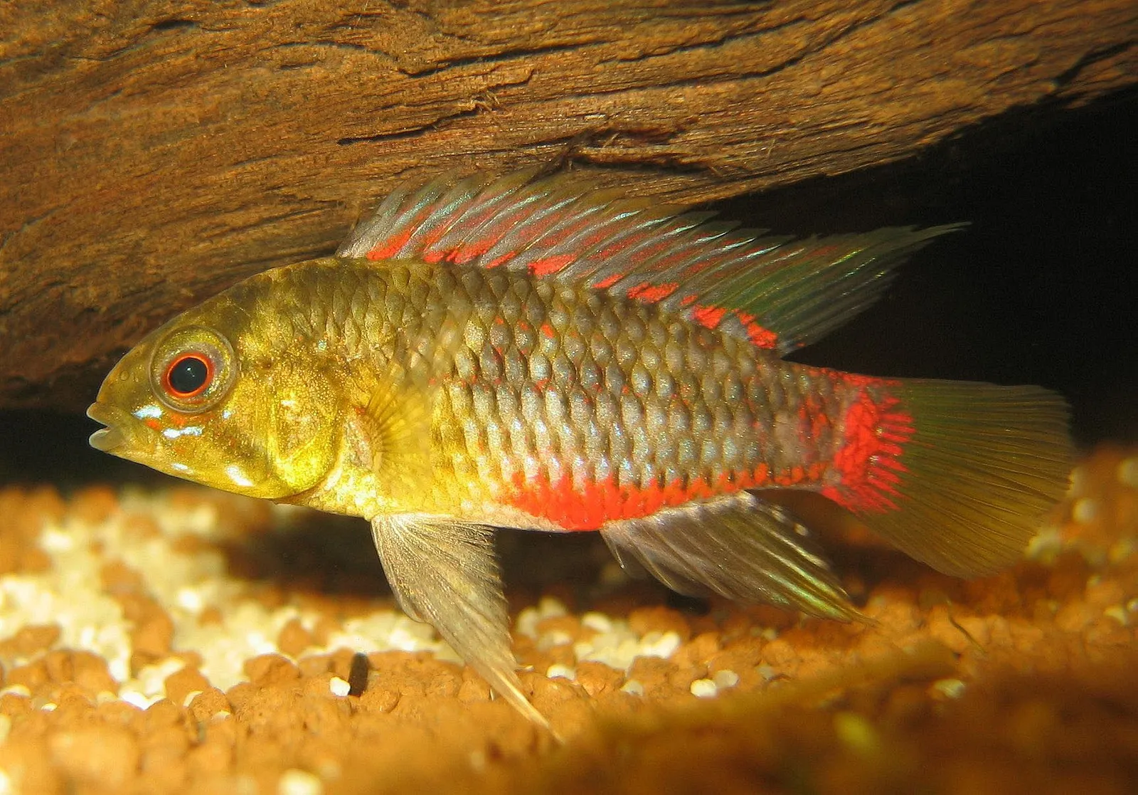 Hongslo's dwarf cichlid (Apistogramma hongsloi)