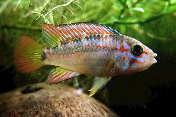Rainbow dwarf cichlid (Apistogramma ortegai)
