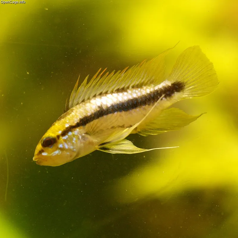 Three-striped dwarf cichlid (Apistogramma trifasciata)