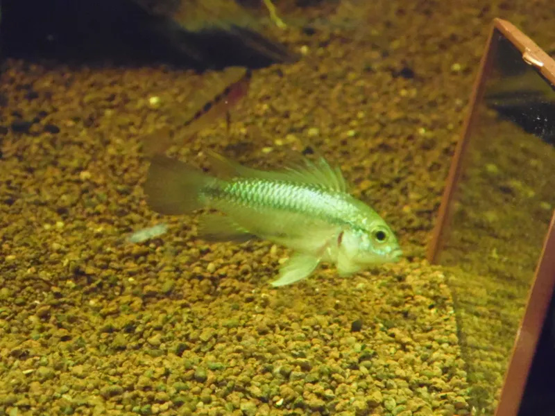 Three-striped dwarf cichlid (Apistogramma trifasciata)