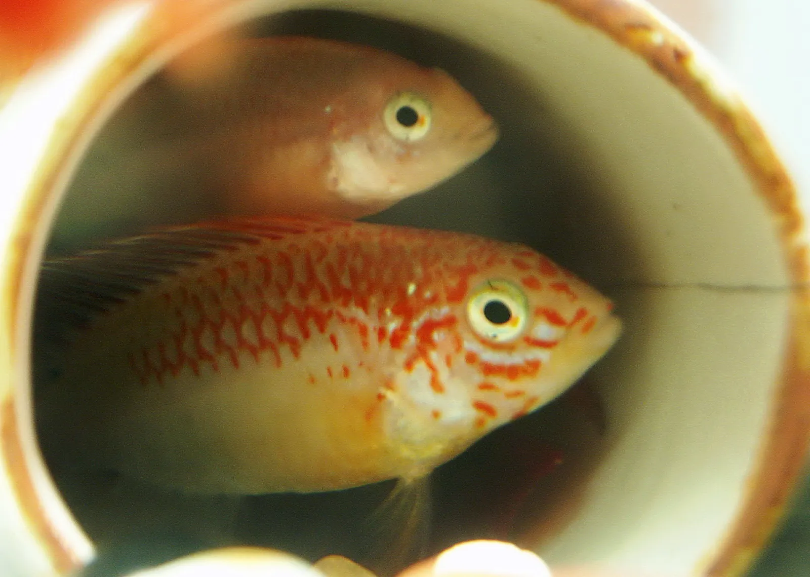 Red Edge Apisto (Apistogramma viejita)