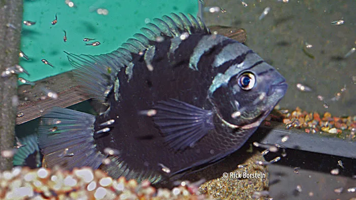 Archocentrus centrarchus Female with Fry