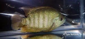 Archocentrus centrarchus Male