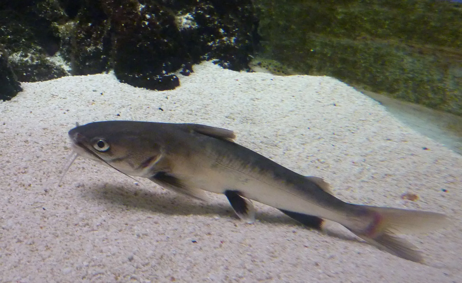 Tete sea catfish (Ariopsis seemanni)