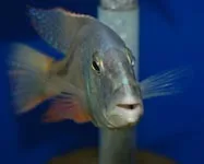 Aristochromis christyi