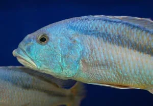 Aristochromis christyi Male
