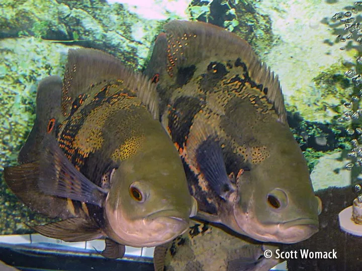 Astronotus ocellatus, The Oscar