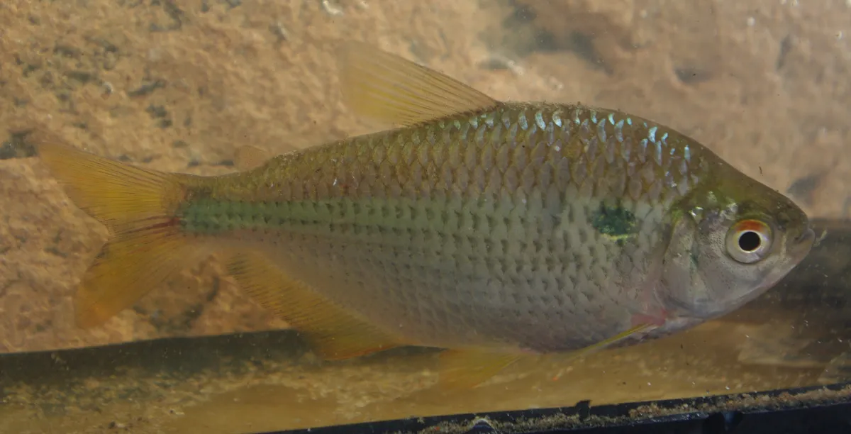 Bream Tetra (Astyanax abramis)