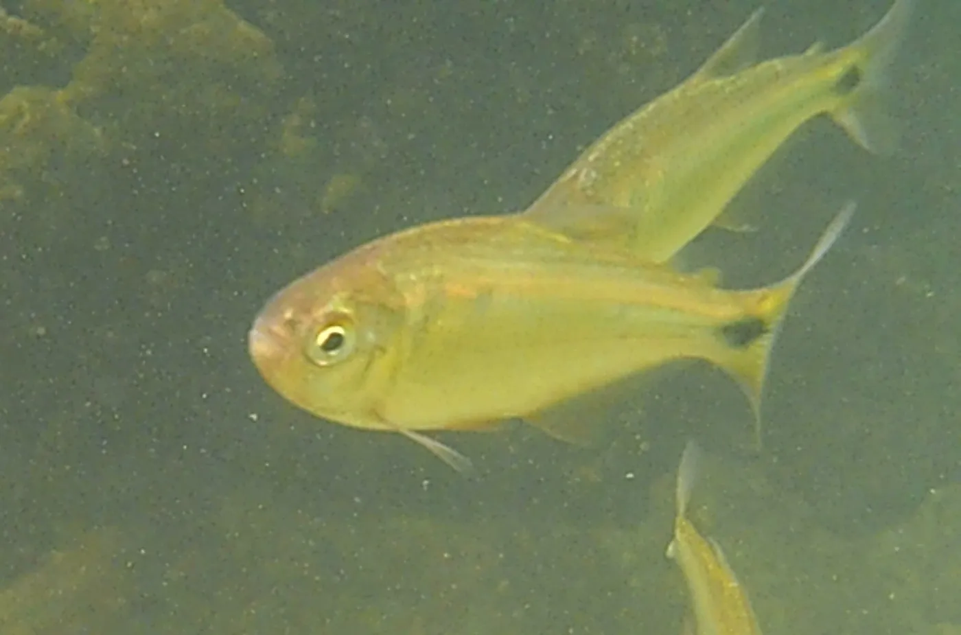 Banded Tetra (Astyanax aeneus)