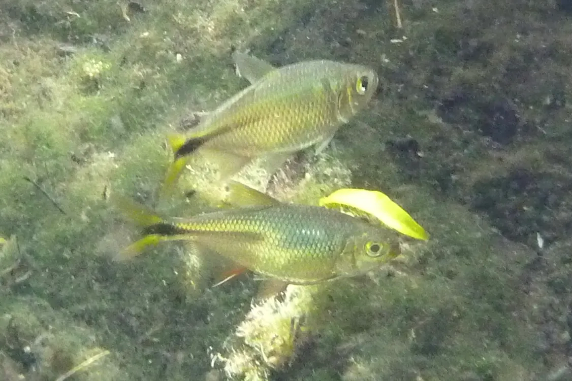 Banded Tetra (Astyanax aeneus)