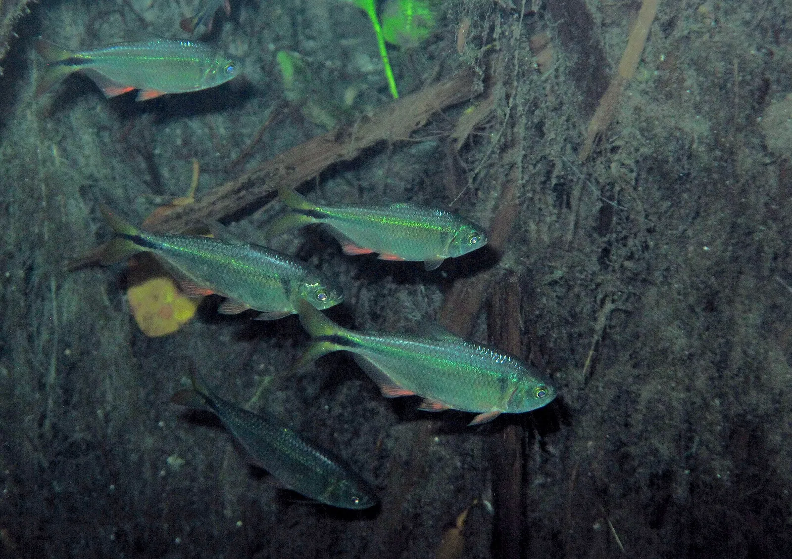 Yucatan Tetra (Astyanax altior)