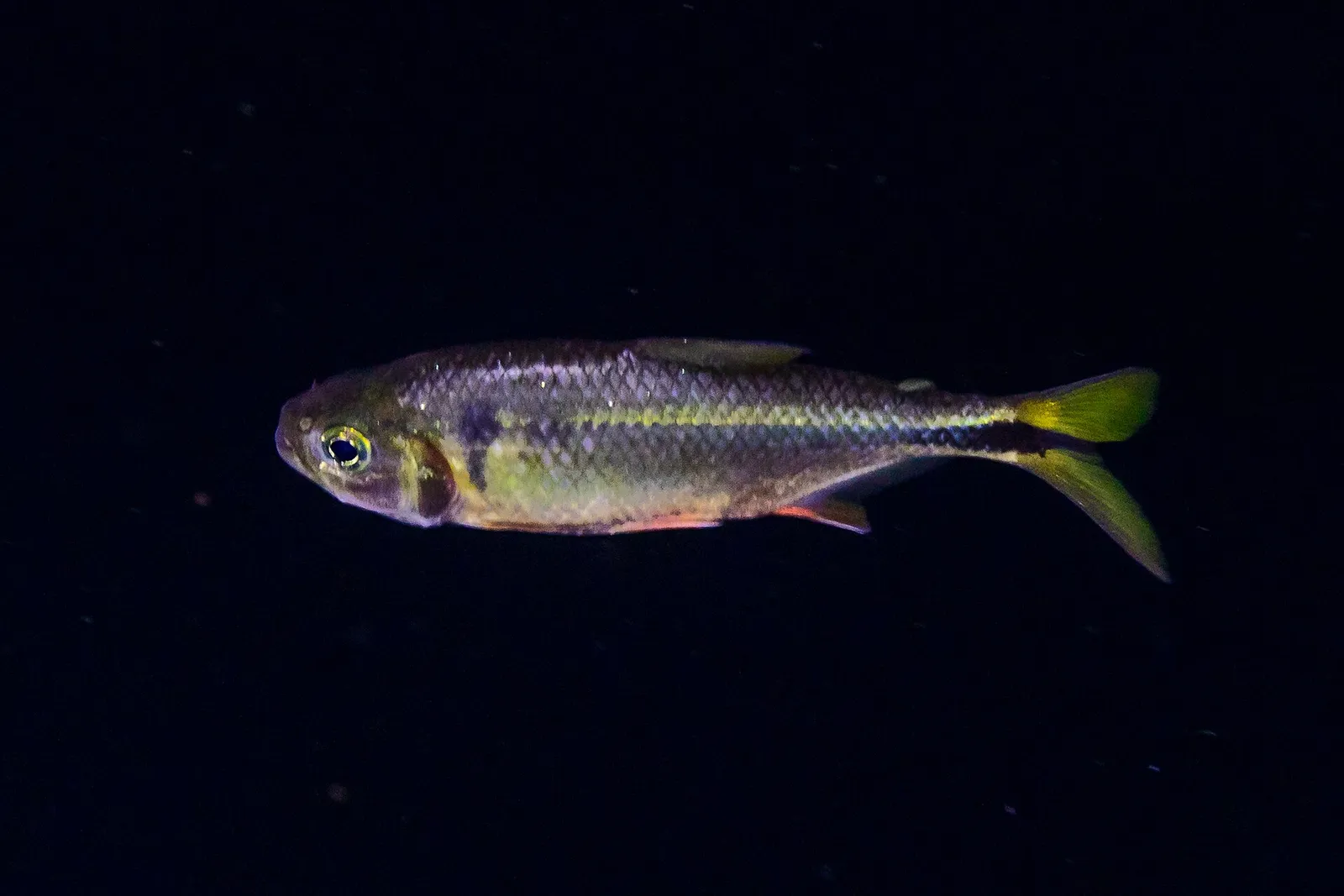 Astyanax bacalarensis