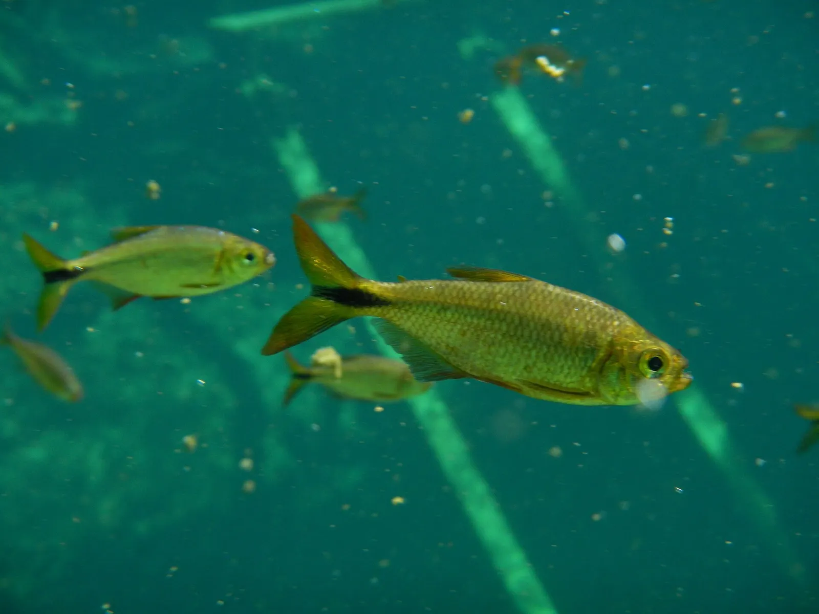Astyanax bacalarensis