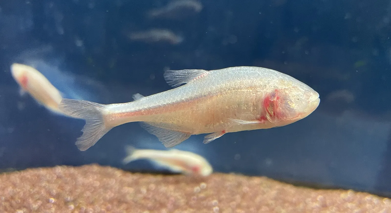 Blind cave tetra (Astyanax jordani)
