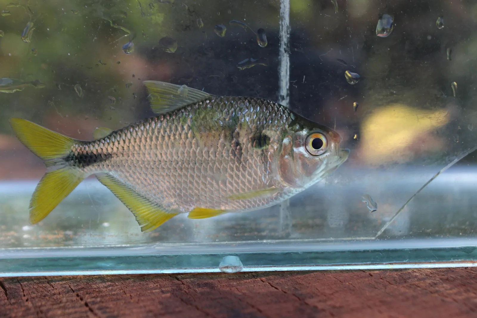 Astyanax lacustris