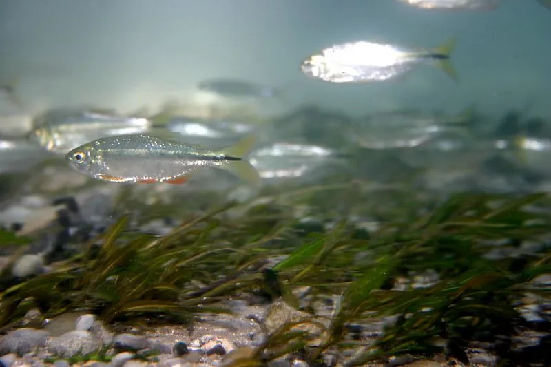 Mexican tetra (Astyanax mexicanus)