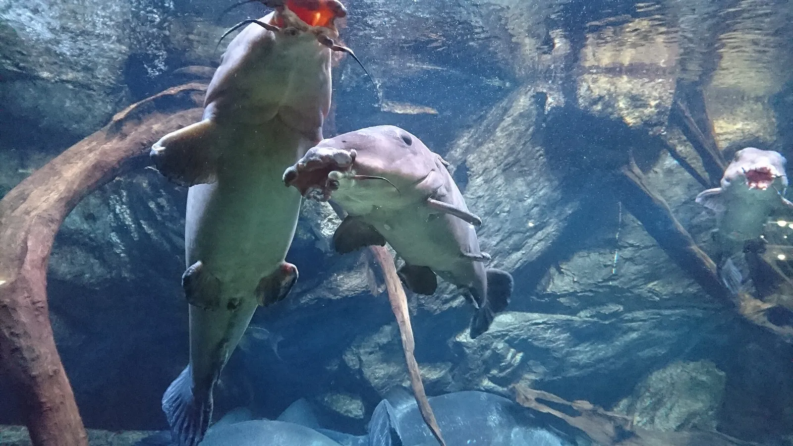Giraffe Catfish (Auchenoglanis occidentalis)