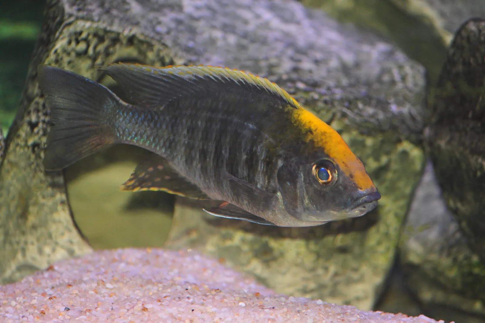 Sulphurhead peacock (Aulonocara maylandi)