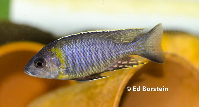 Aulonocara sp.