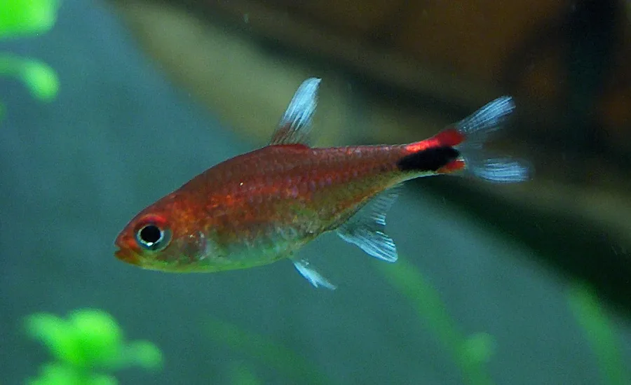 Ruby tetra (Axelrodia riesei)