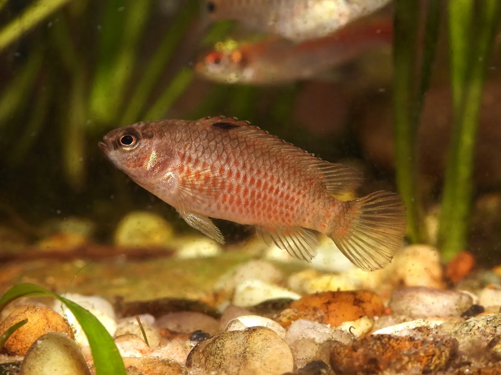 Badis laspiophilus