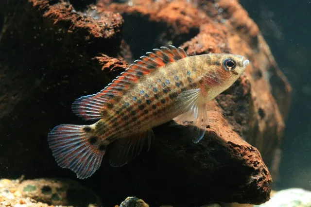 Badis ruber