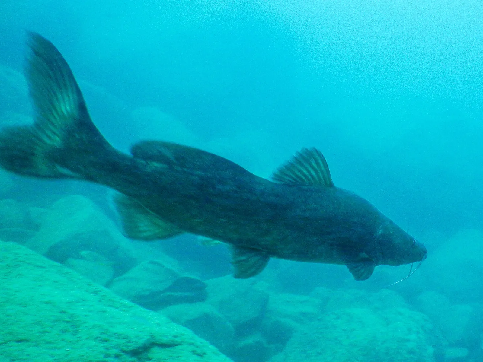 Kampango (Bagrus meridionalis)