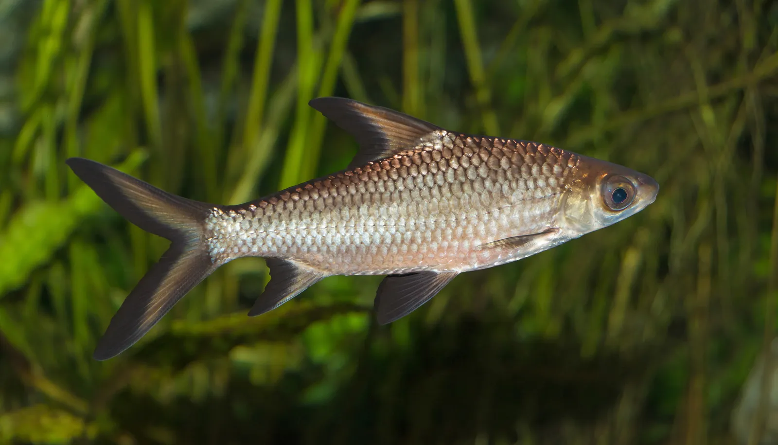 Tricolor sharkminnow (Balantiocheilos melanopterus)