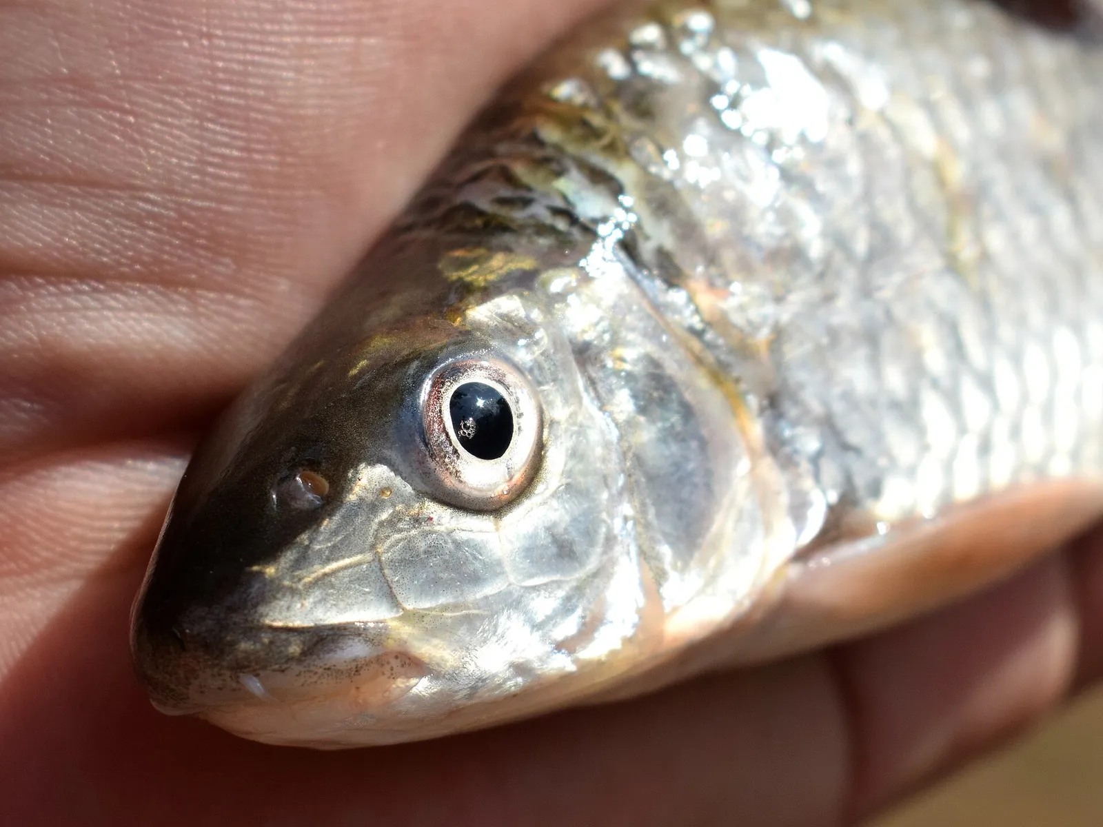 Barbichthys laevis