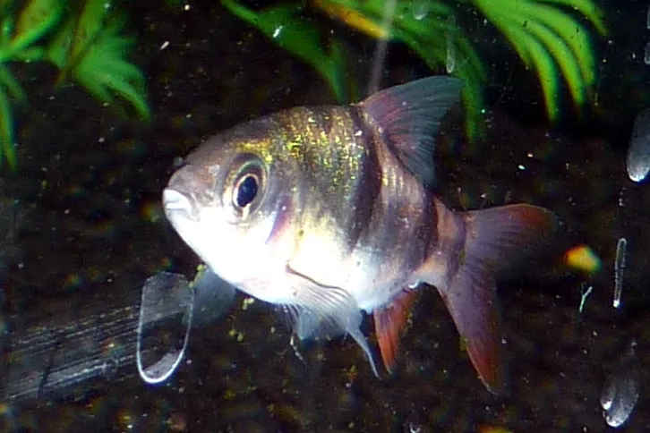 Clown barb (Barbodes everetti)