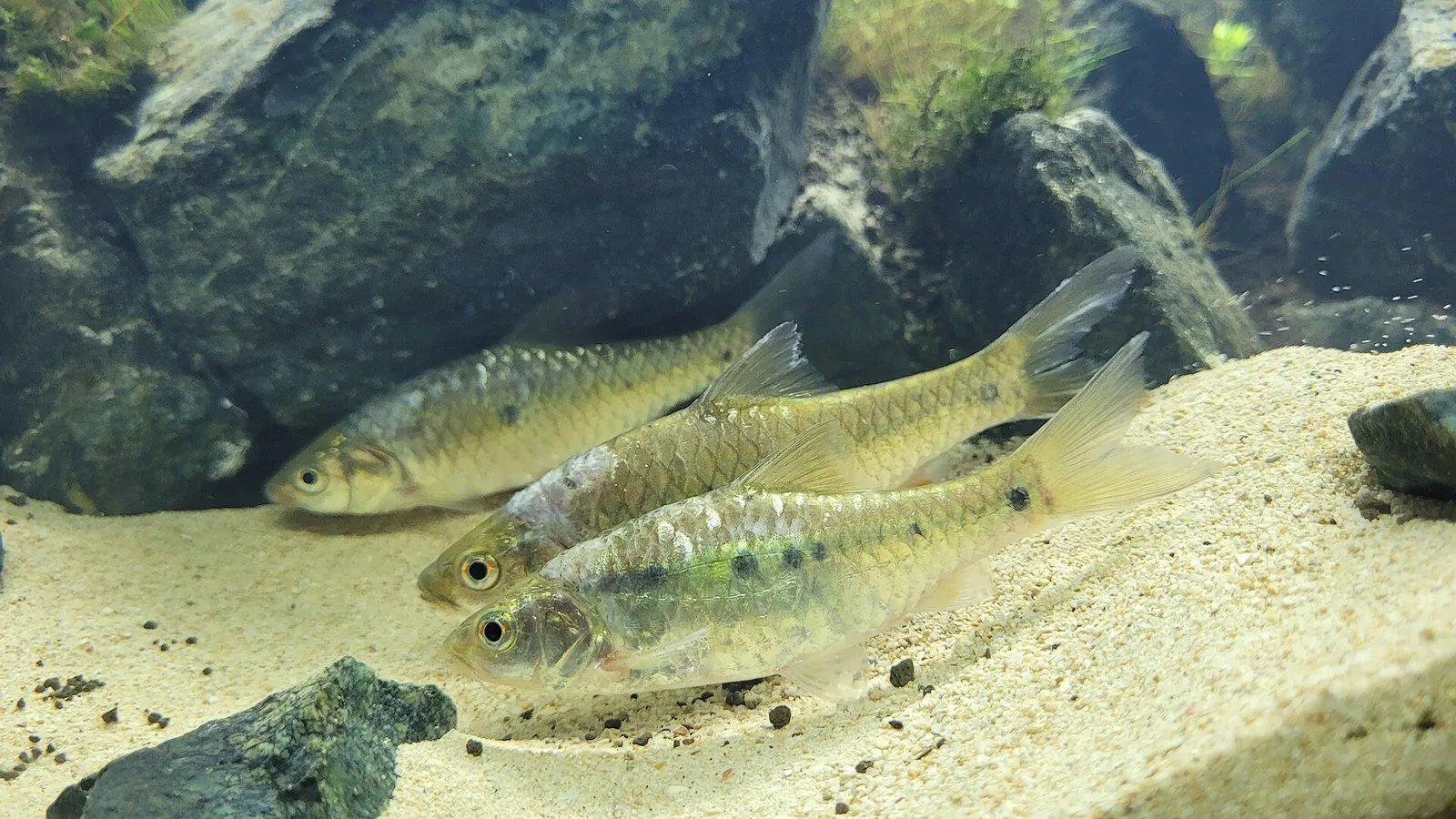 Paitan (Barbodes montanoi)