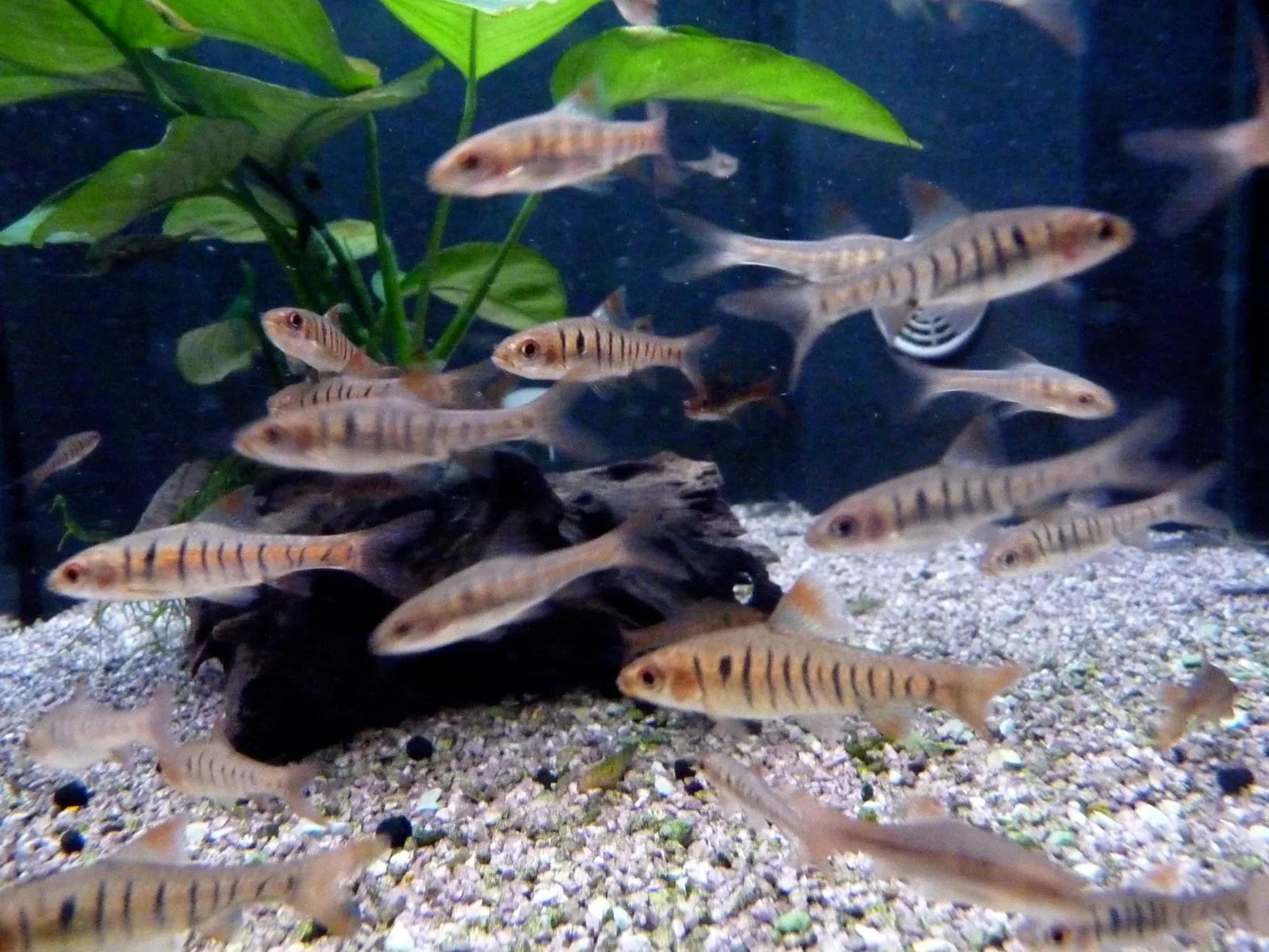 Golden barb (Barbodes semifasciolatus)