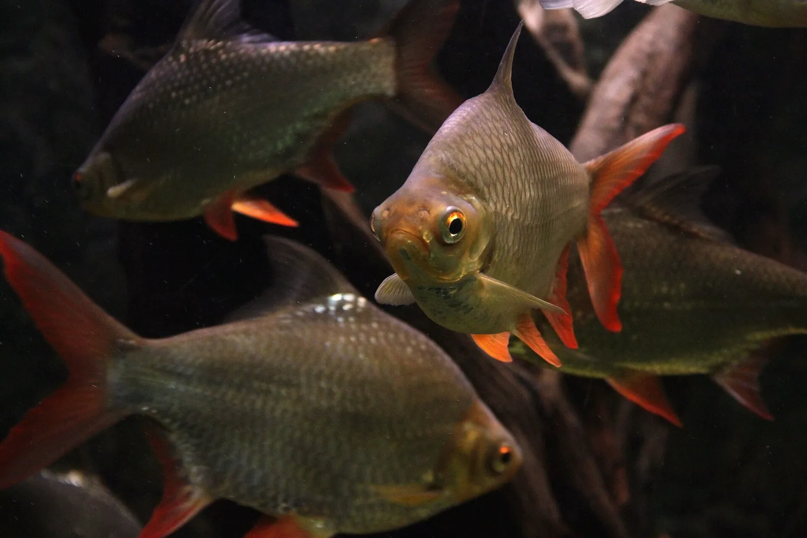 Red tailed tinfoil (Barbonymus altus)