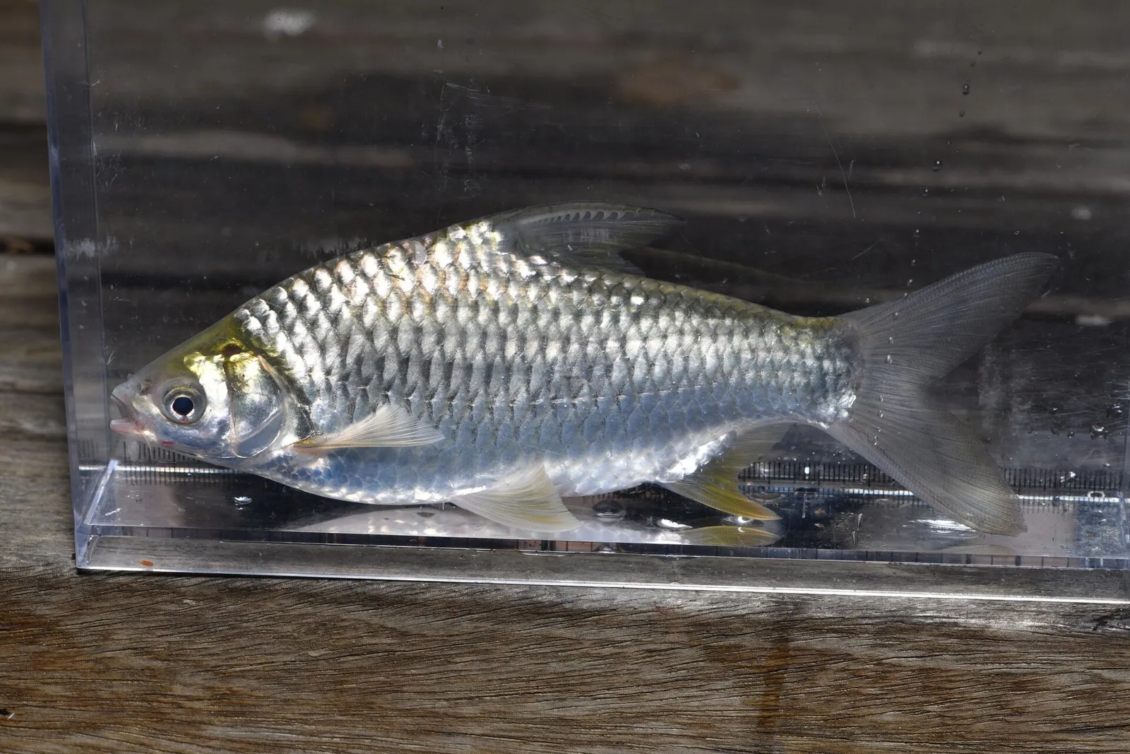 Silver barb (Barbonymus gonionotus)