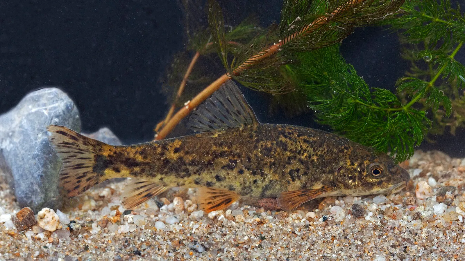 Danube barbel (Barbus balcanicus)