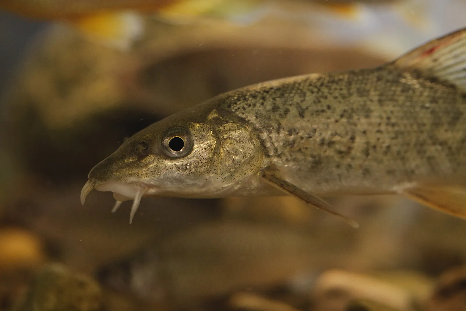 Barbel (Barbus barbus)