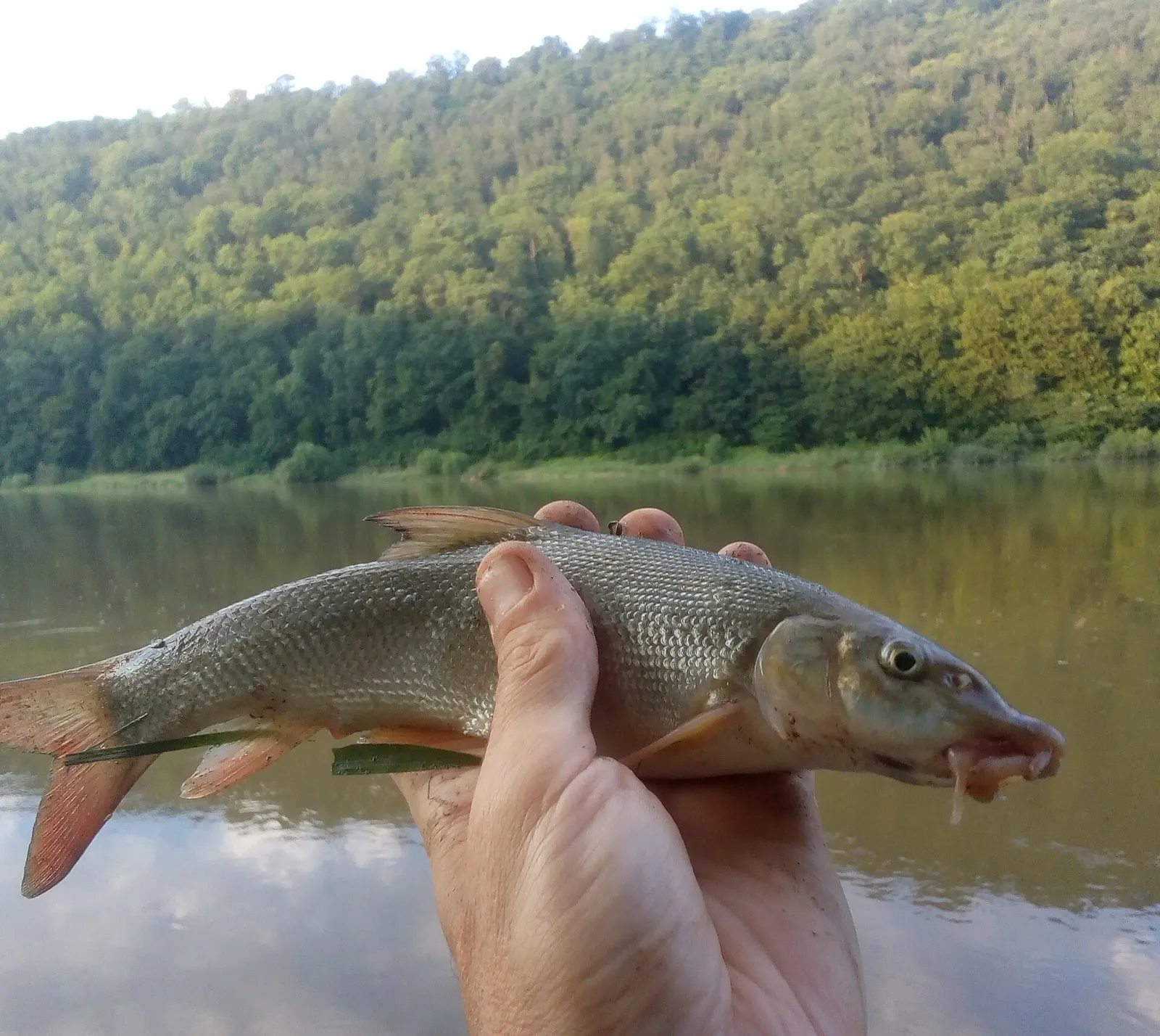 Dnieper barbel (Barbus borysthenicus)