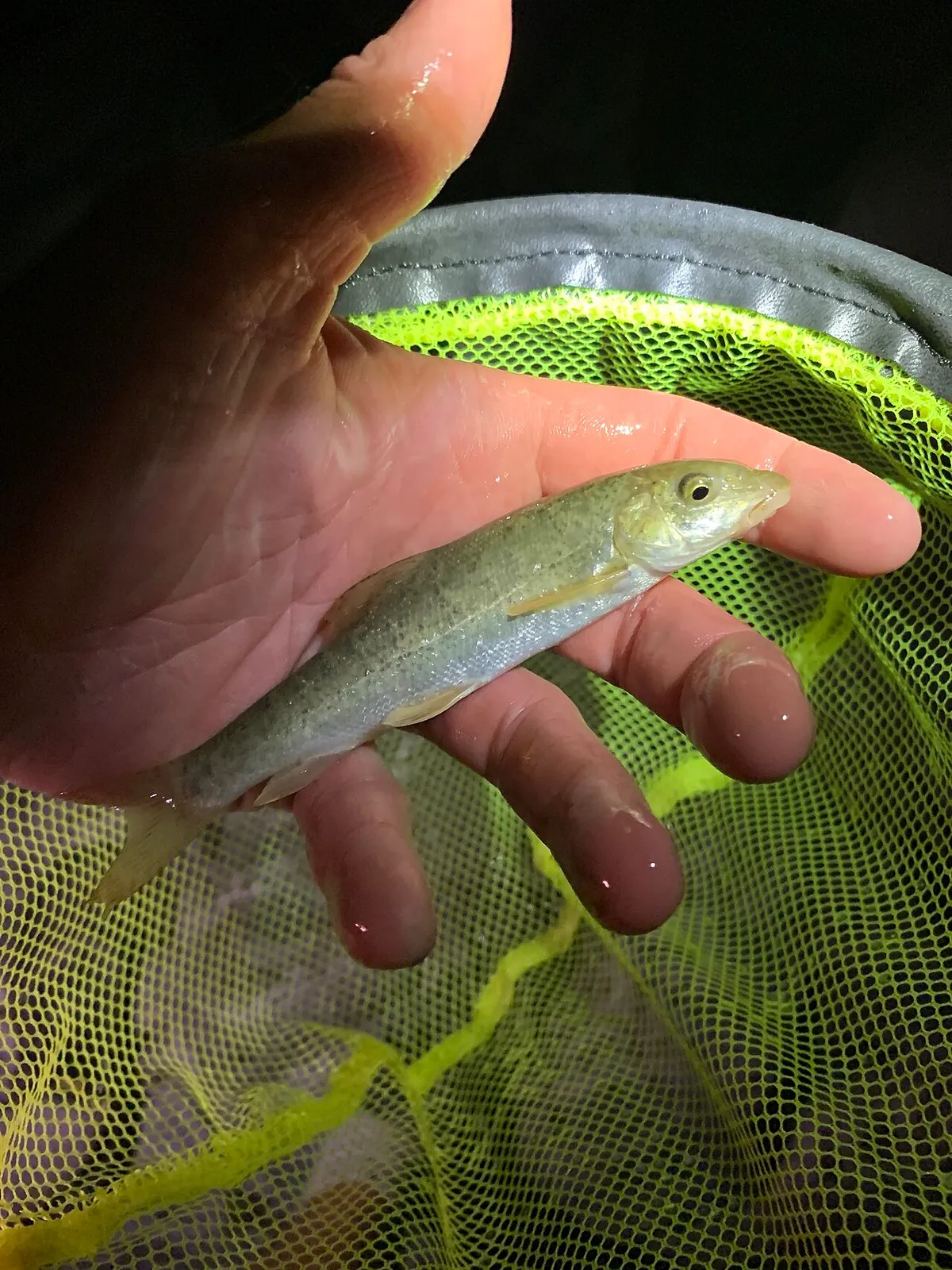 Apennine barbel (Barbus caninus)