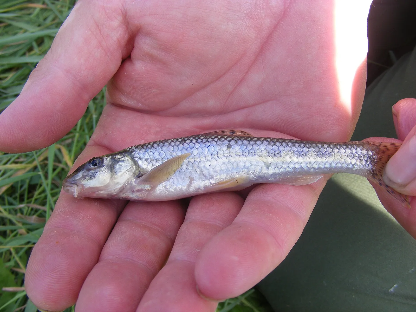 Petényi's barb (Barbus petenyi)