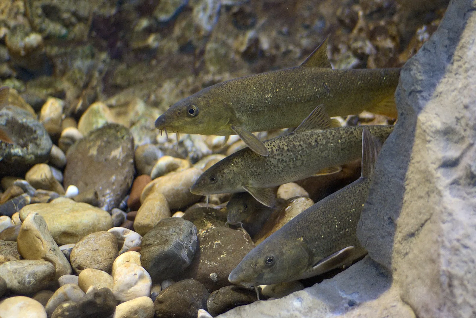 Italian barbel (Barbus plebejus)