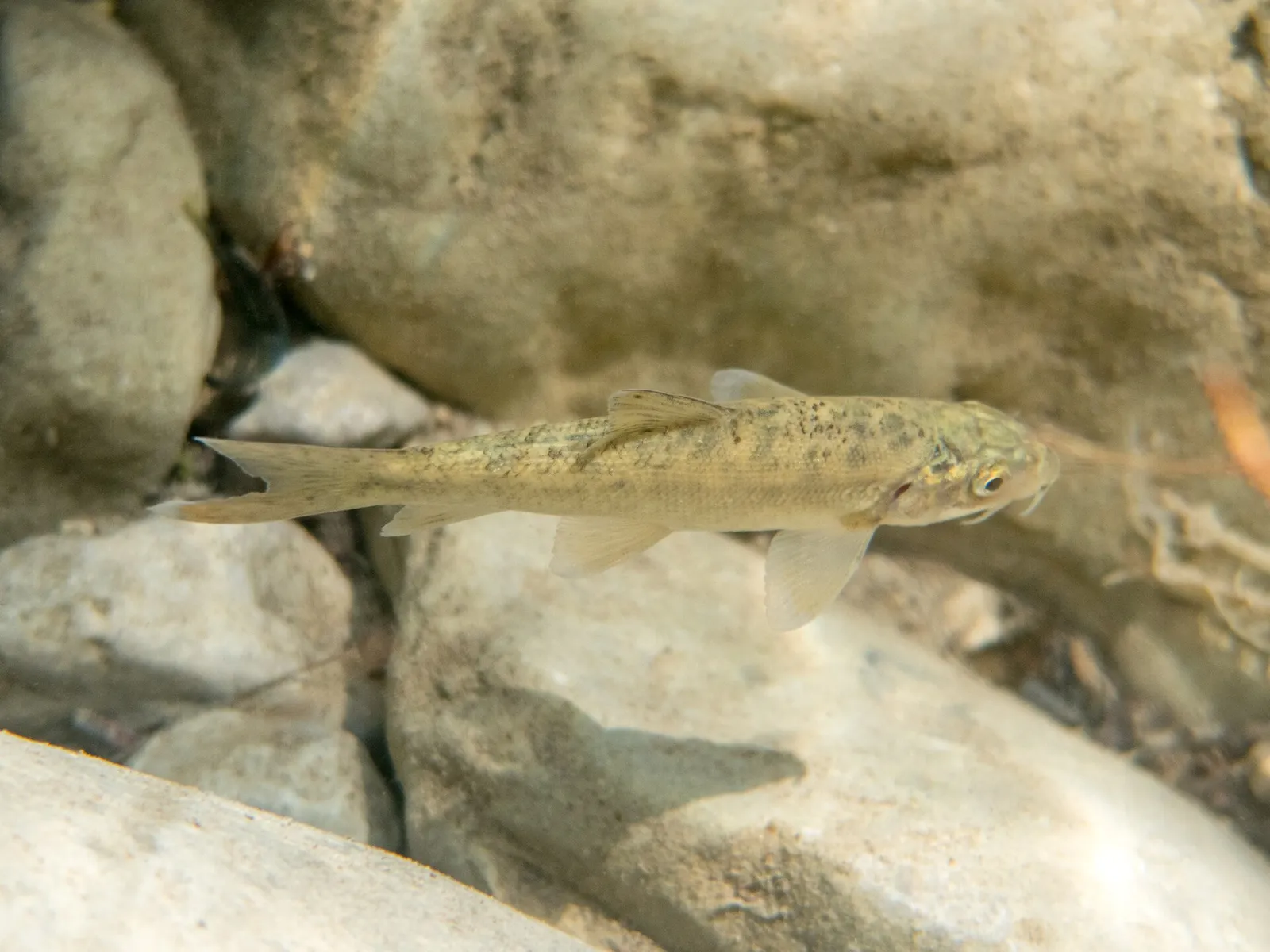 Barbus samniticus