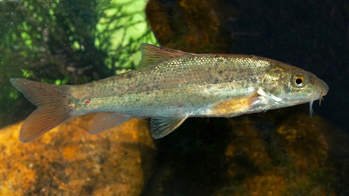 Barbus samniticus