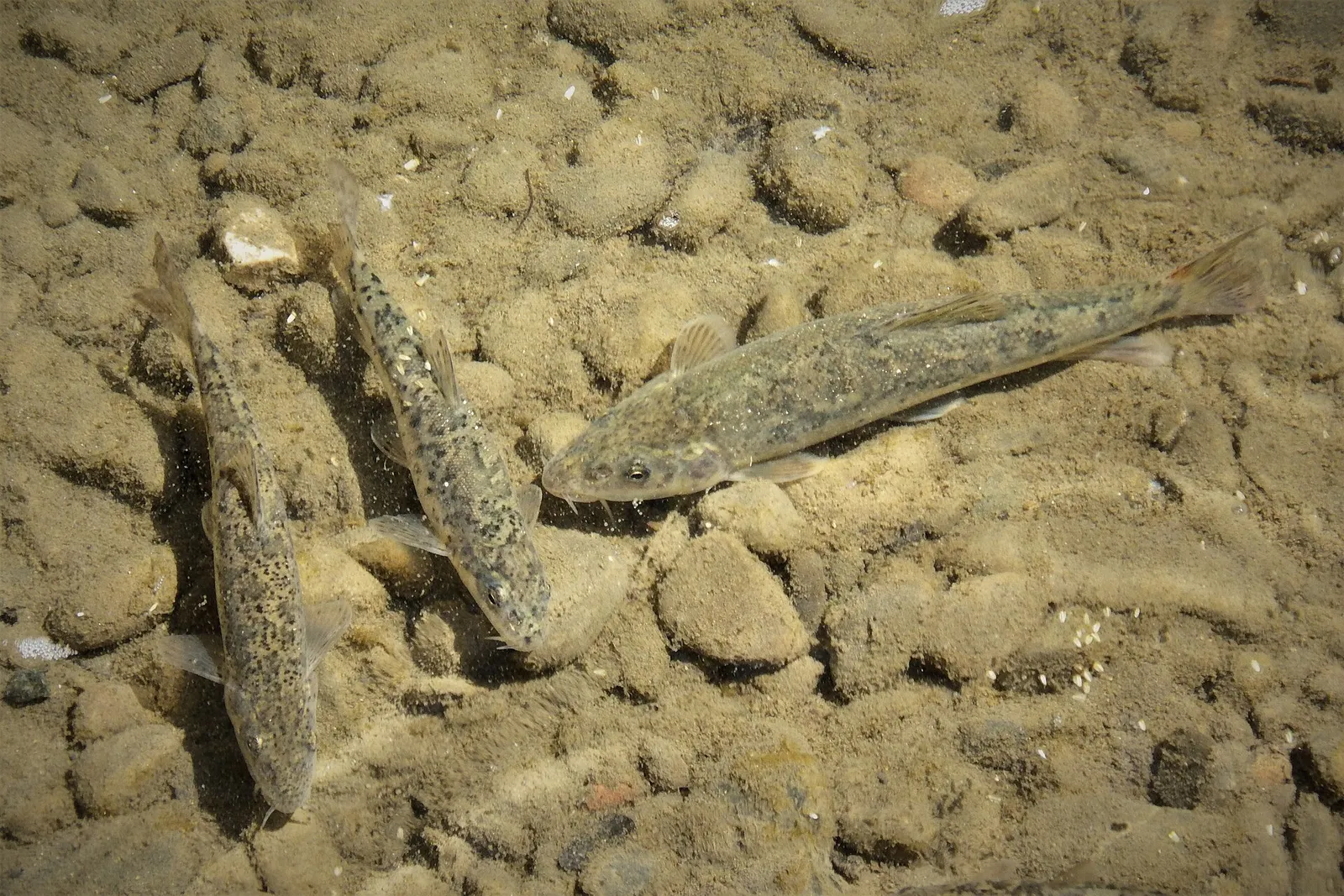 Sperchios barbel (Barbus sperchiensis)