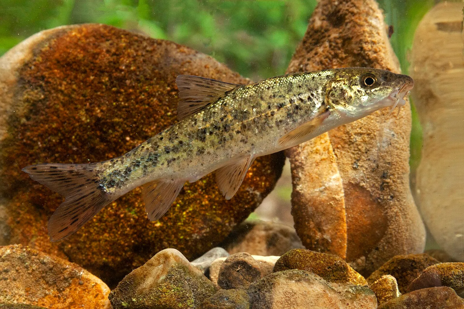 Tiber barbel (Barbus tyberinus)