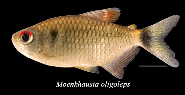 Glass Tetra (Bario oligolepis)
