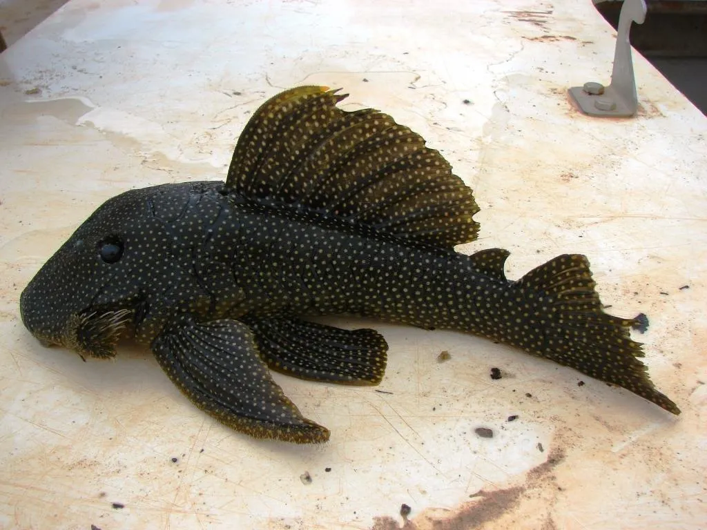 Snowball Pleco (Baryancistrus niveatus)